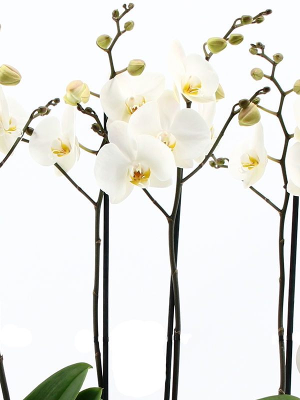 Купить Сортовые Орхидеи В Интернет Магазине